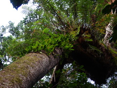 Bulbophyllum baileyi