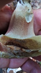 Xanthoconium affine reticulatum