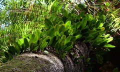 Bulbophyllum baileyi