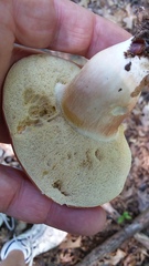 Xanthoconium affine reticulatum