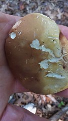 Xanthoconium affine reticulatum