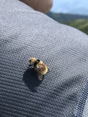Cephenemyia stimulator