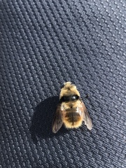 Cephenemyia stimulator