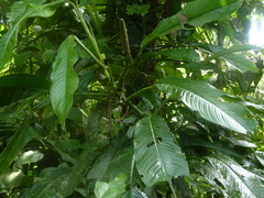 Rhodospatha pellucida image