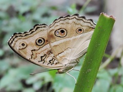 Junonia almana