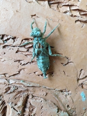 Gomphus vulgatissimus