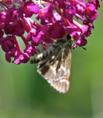 Amblyscirtes aesculapius