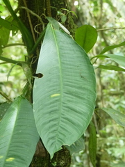 Rhodospatha pellucida