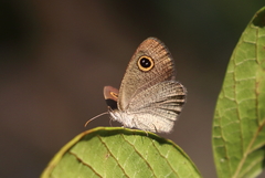 Ypthima arctous
