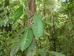 Rhodospatha pellucida