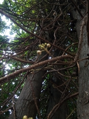 Couroupita guianensis