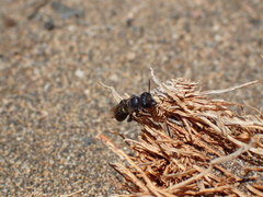 Osmia submicans