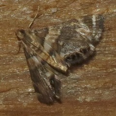 Neargyractis slossonalis
