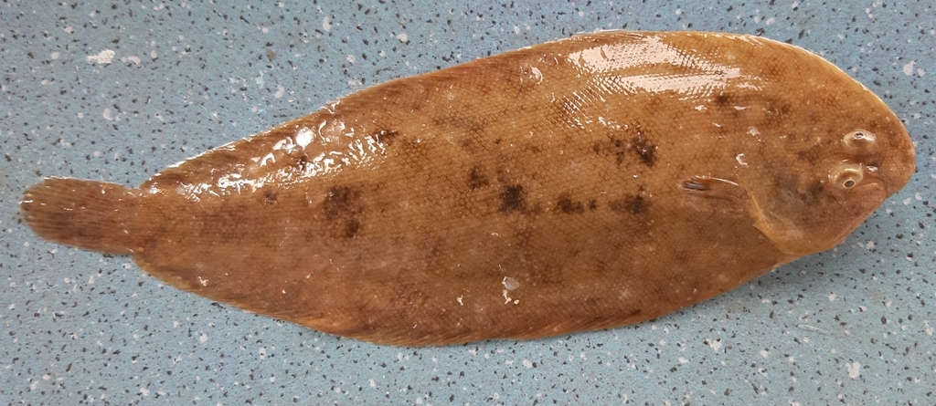Blackhand sole (Pegusa nasuta) — Soleidae