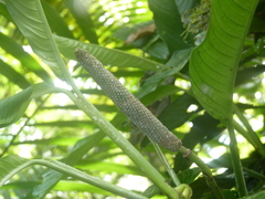 Rhodospatha pellucida