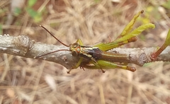 Pirithoicus ophthalmicus