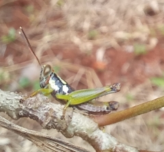 Pirithoicus ophthalmicus