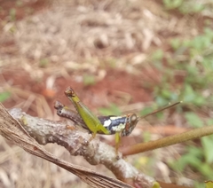 Pirithoicus ophthalmicus