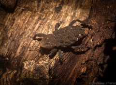 Poropterus variabilis