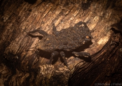 Poropterus variabilis