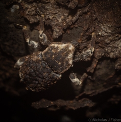 Poropterus bisignatus