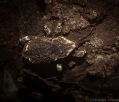 Poropterus bisignatus