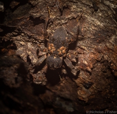 Methidrysis afflicta