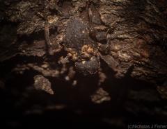 Methidrysis afflicta