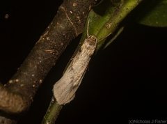 Graphosia stenopepla
