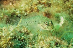 Gobius bucchichi