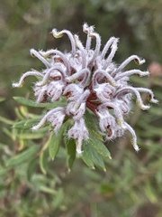 Grevillea phylicoides