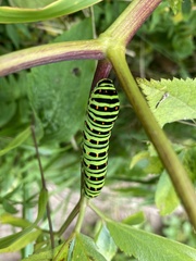 Papilio machaon hippocrates