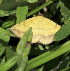 Hemeroplanis scopulepes