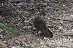 Dasyornis broadbenti