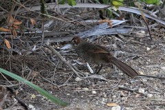 Dasyornis broadbenti