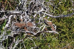 Dasyornis broadbenti