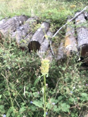Prunella vulgaris vulgaris