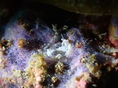 Bulaceros porcellanus