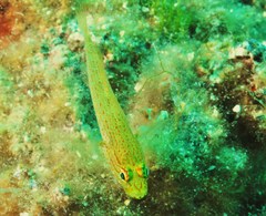Gobius auratus