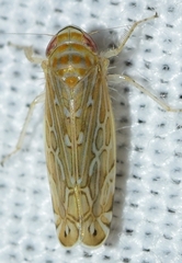 Paralimnus phragmitis