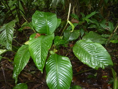 Spathiphyllum fulvovirens