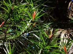 Freycinetia excelsa
