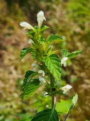 Galeopsis segetum