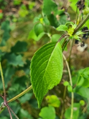 Galeopsis segetum