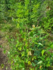 Galeopsis segetum