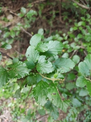 Viburnum fordiae