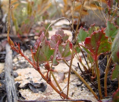 Pelargonium setulosum