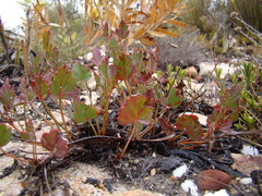 Pelargonium setulosum