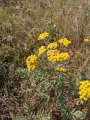 Tanacetum vulgare