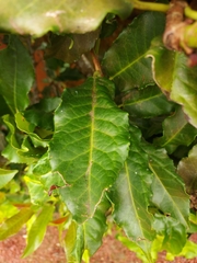 Prunus lusitanica azorica